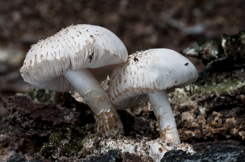 Pluteus petasatus